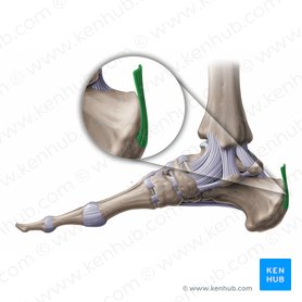 Calcaneal tendon (Tendo calcaneus); Image: Paul Kim
