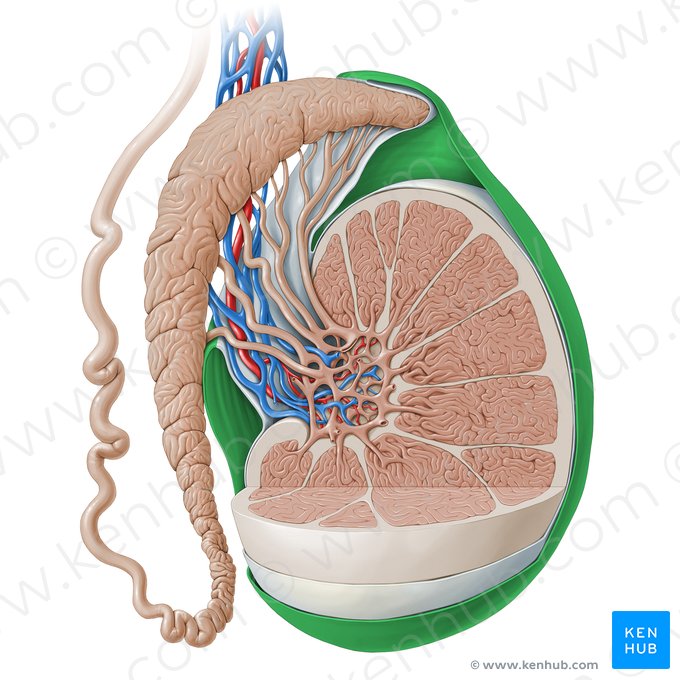 Capa parietal de la túnica vaginal del testículo (Lamina parietalis tunicae vaginalis testis); Imagen: Paul Kim