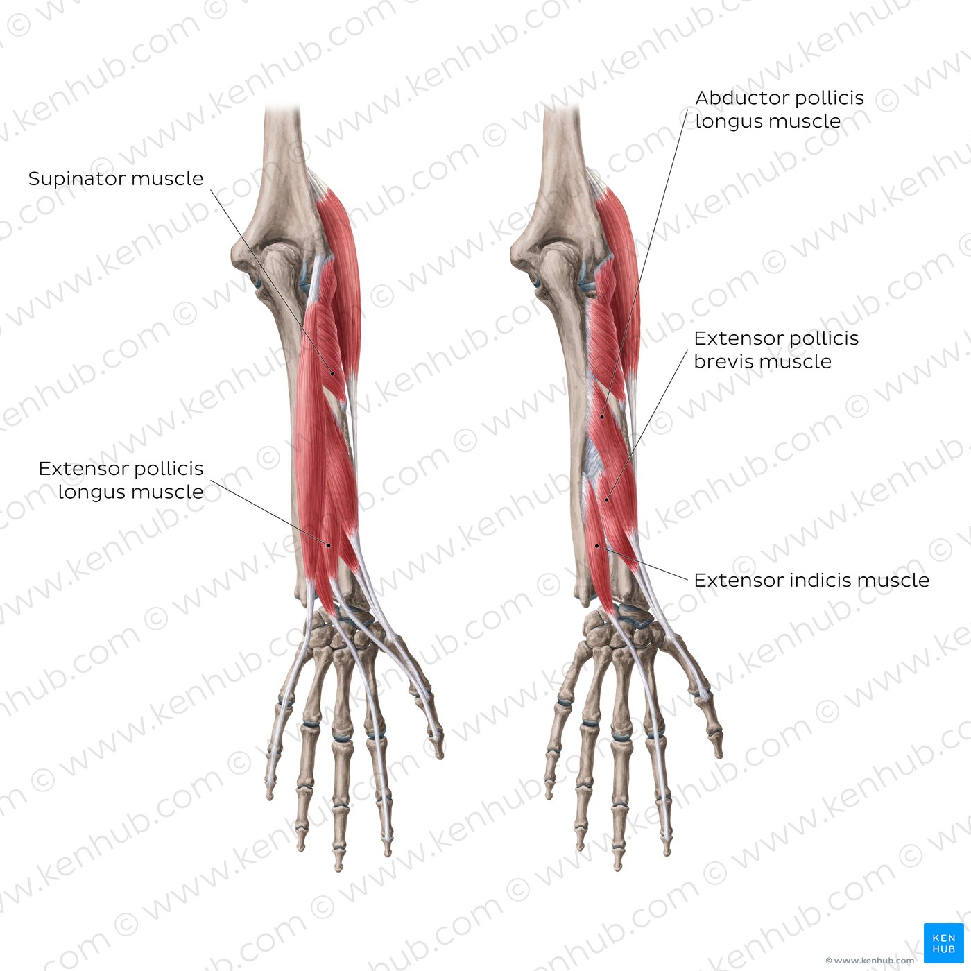 Extensors of the forearm (deep layer)