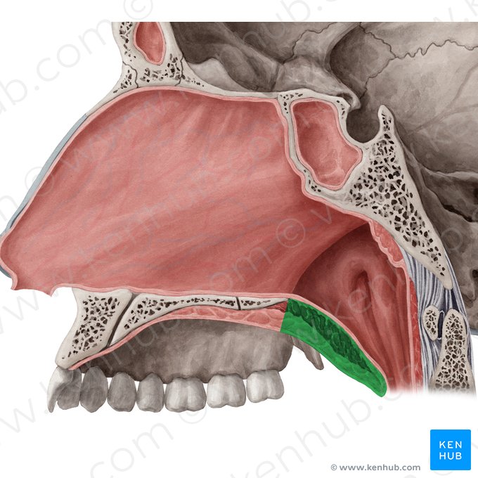 Soft palate (Palatum molle); Image: Yousun Koh