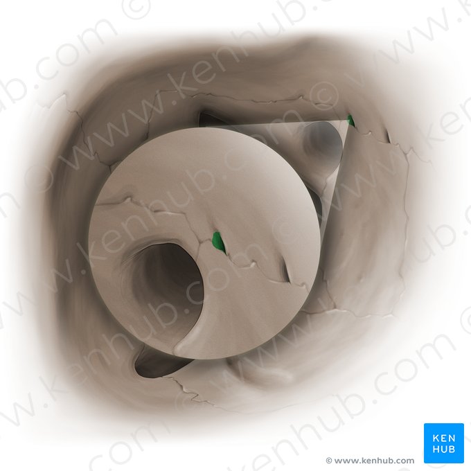 Forame etmoidal posterior (Foramen ethmoidale posterius); Imagem: Paul Kim