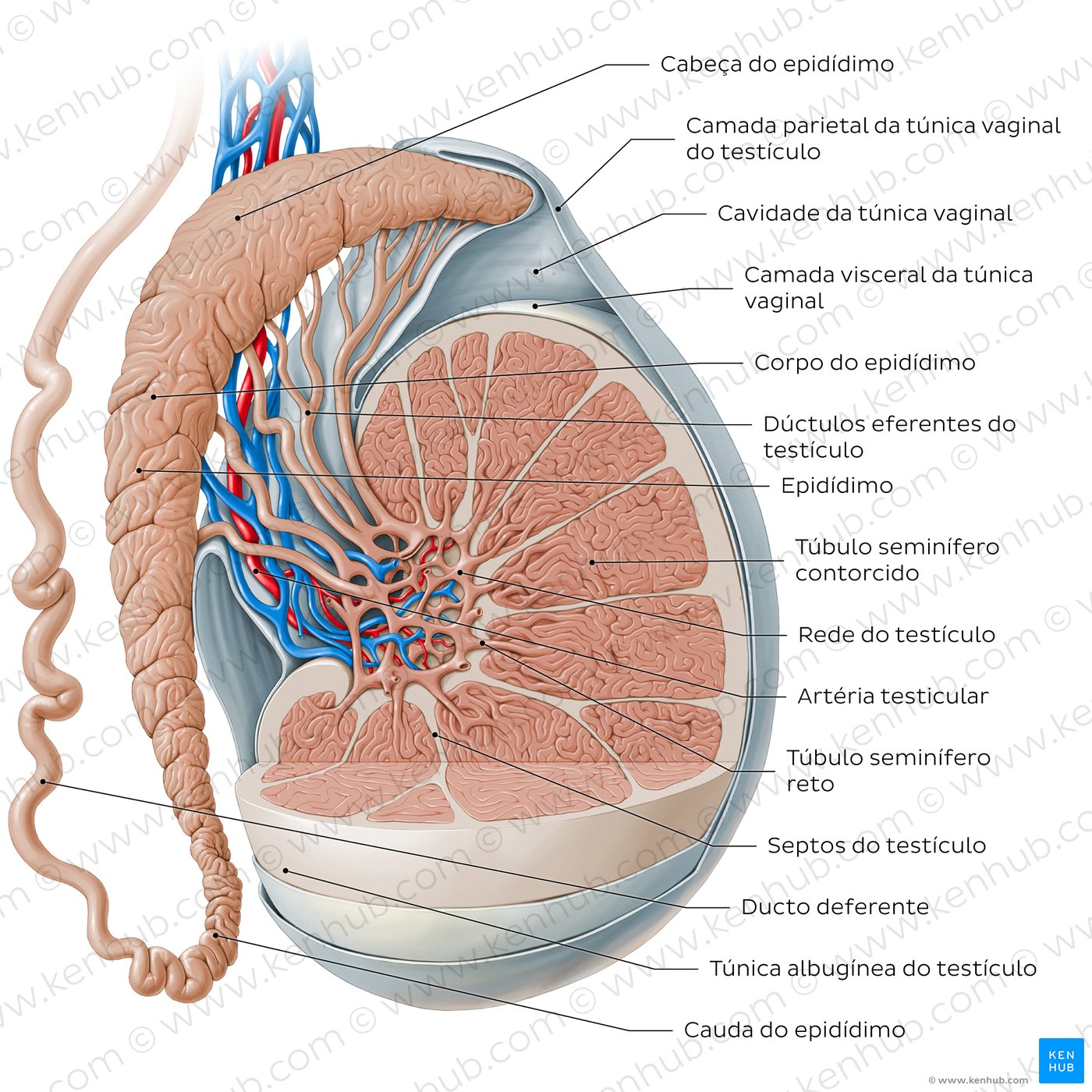Diagrama testicular com estruturas vizinhas