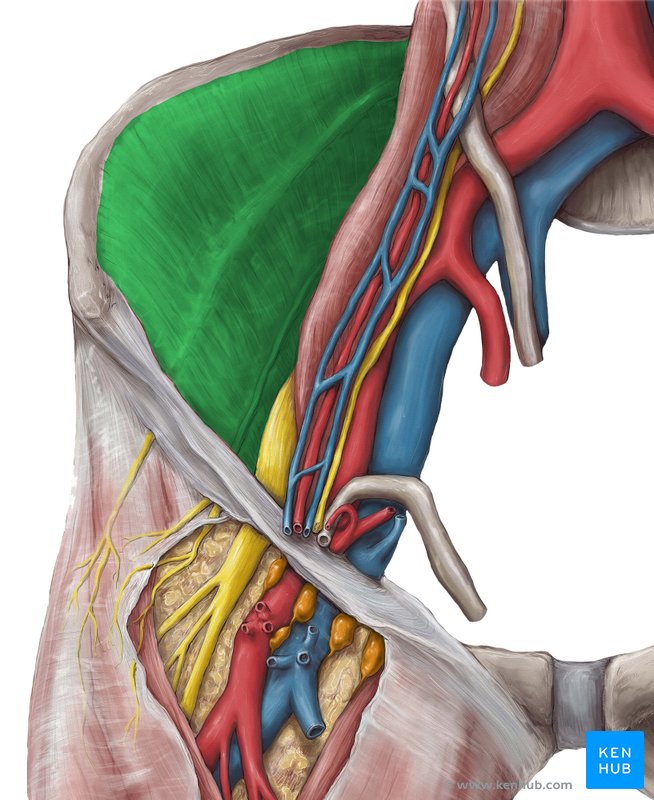 Iliac fascia - ventral view