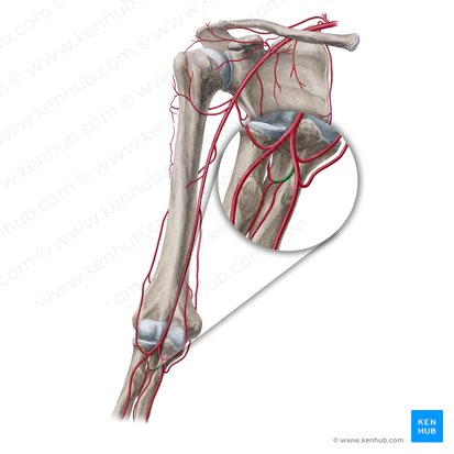 Common interosseous artery (Arteria interossea communis); Image: Yousun Koh