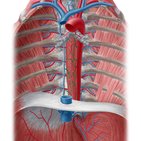 Venae oesophageales