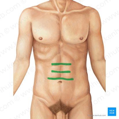 Interseções tendíneas do músculo reto do abdome (Intersectiones tendineae musculi recti abdominis); Imagem: Irina Münstermann