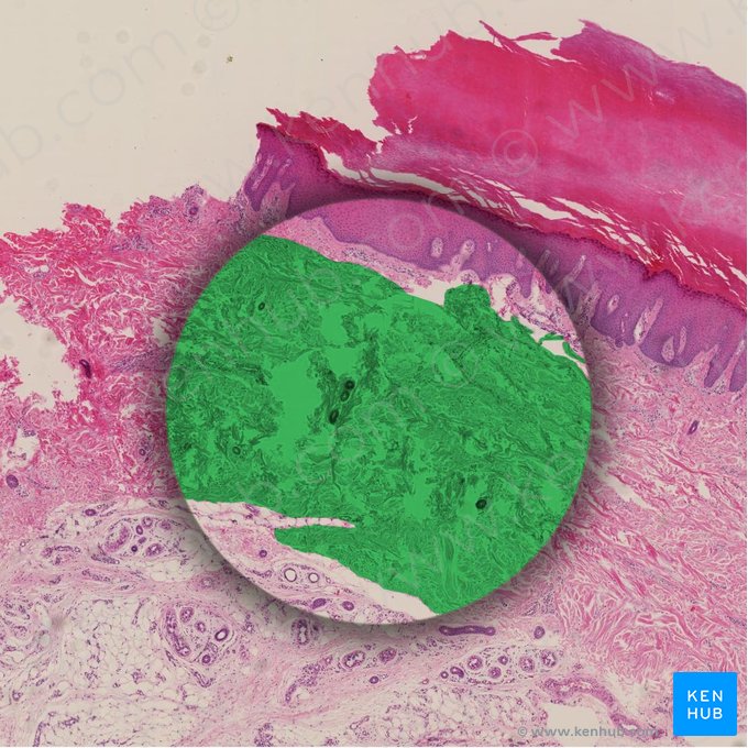 Camada reticular da derme (Stratum reticulare dermis); Imagem: 