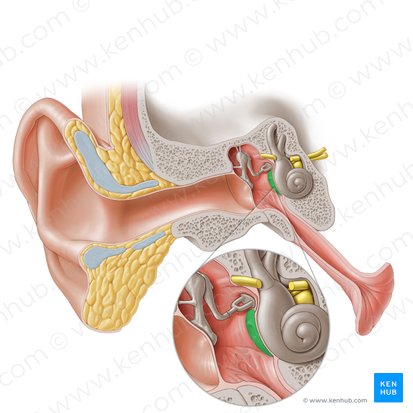 Promontory of tympanic cavity (Promontorium tympani); Image: Paul Kim