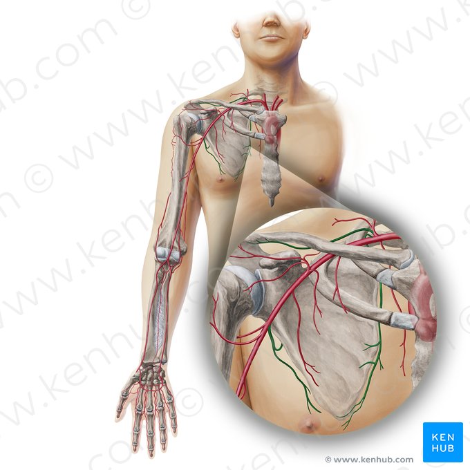 Scapular anastomosis (Rete scapulae); Image: Paul Kim