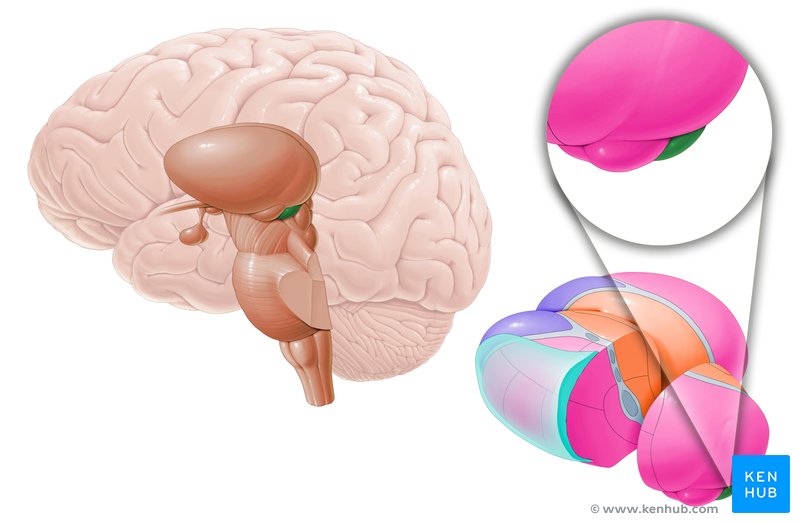 Corpo geniculado medial (vista lateral)