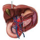 Hepatic portal vein