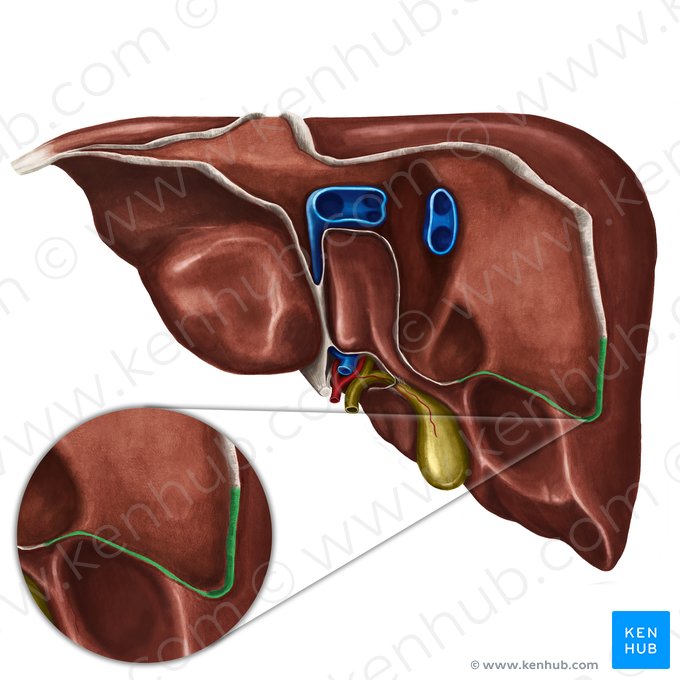 Ligamento triangular direito do fígado (Ligamentum triangulare dextrum hepatis); Imagem: Irina Münstermann