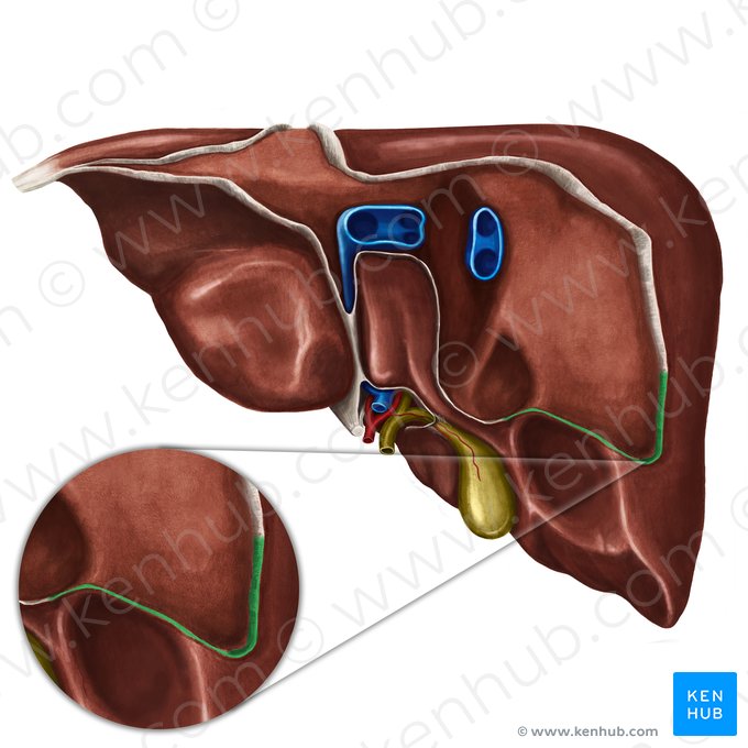 Right triangular ligament of liver (Ligamentum triangulare dextrum hepatis); Image: Irina Münstermann