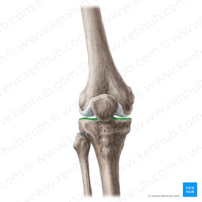 Tibial plateau (Planum tibiae); Image: Liene Znotina