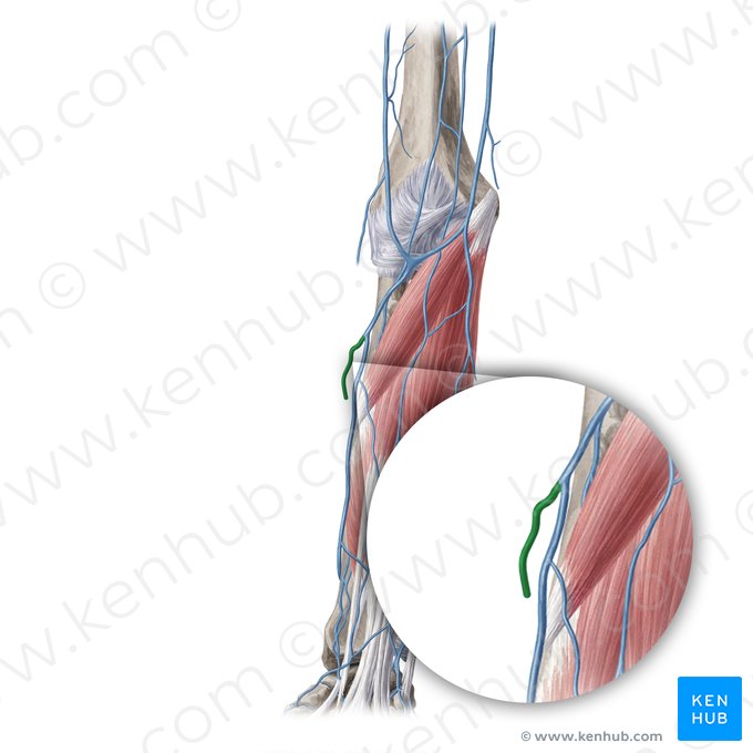 Accessory cephalic vein (Vena cephalica accessoria); Image: Yousun Koh