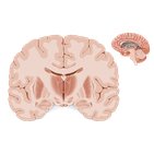 Coronal section of the brain (thalamus level)