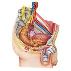 Innervation du pelvis masculin