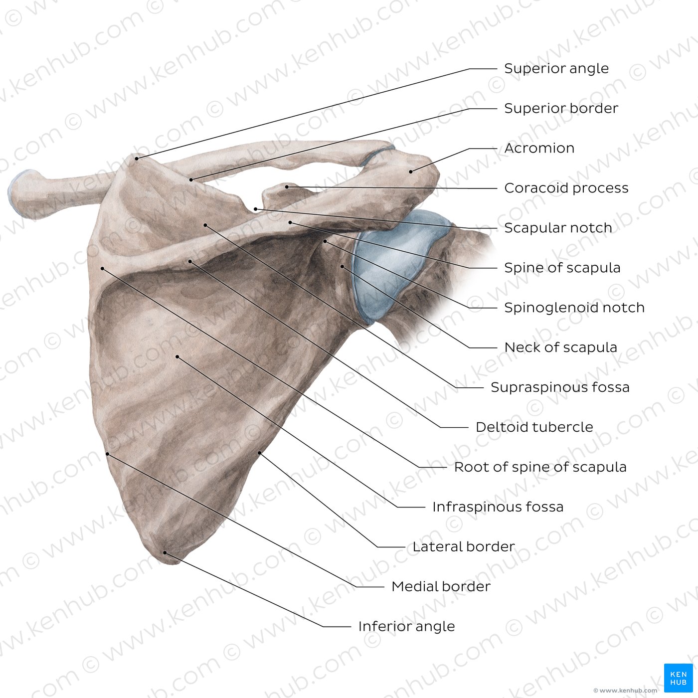Scapula: Posterior view