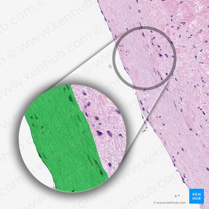 Endocardium (Endokard); Bild: 