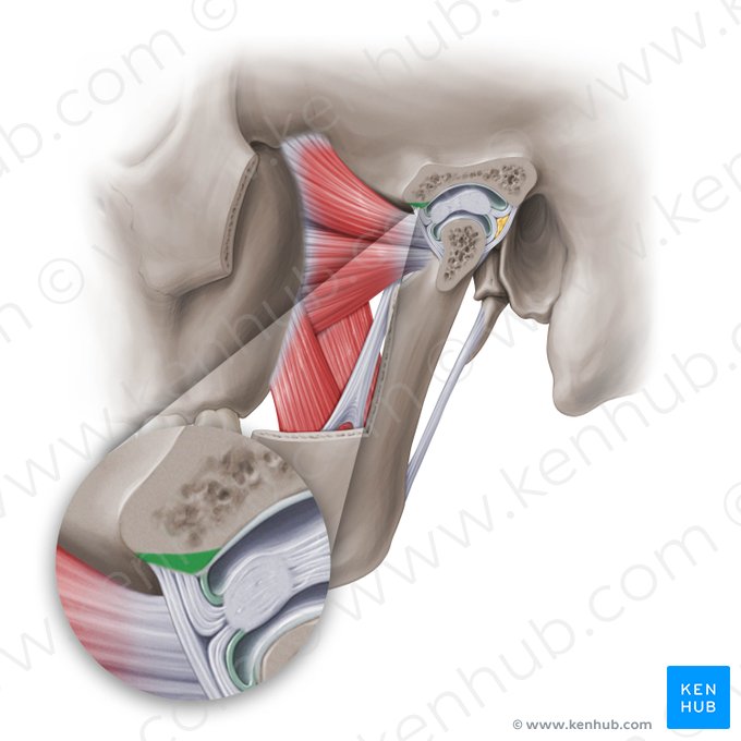 Tubérculo articular do osso temporal (Tuberculum articulare ossis temporalis); Imagem: Paul Kim