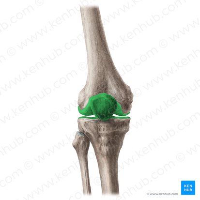 Knee joint (Articulatio genus); Image: Liene Znotina