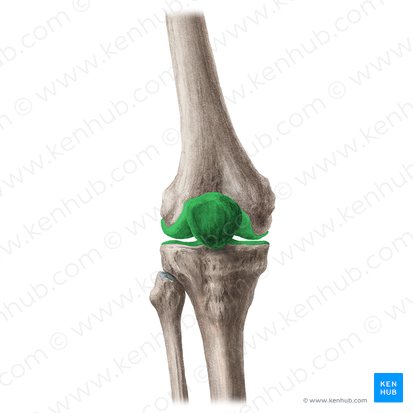 Articulación de la rodilla (Articulatio genus); Imagen: Liene Znotina