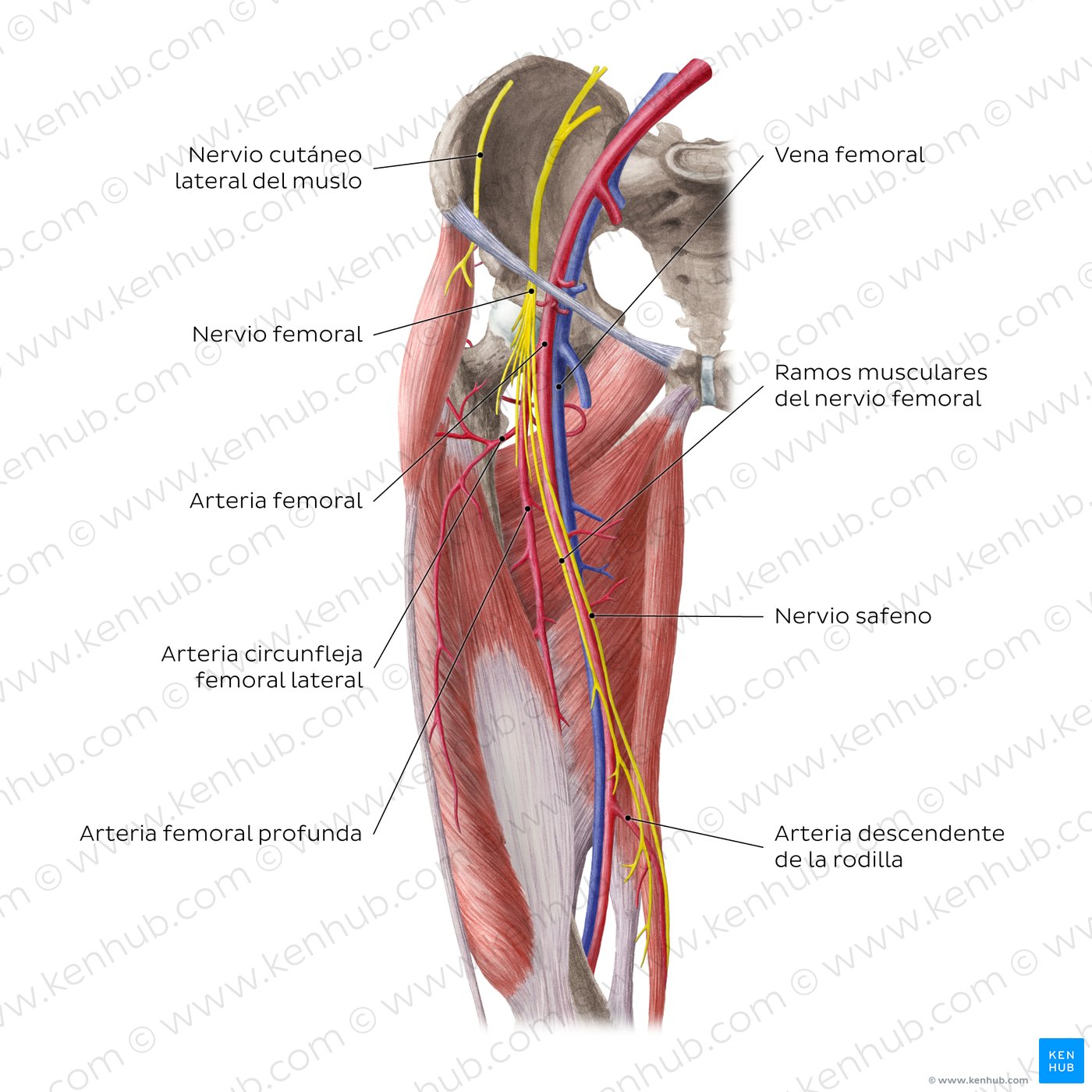 Vista anterior de las arterias y nervios de la cadera y el muslo