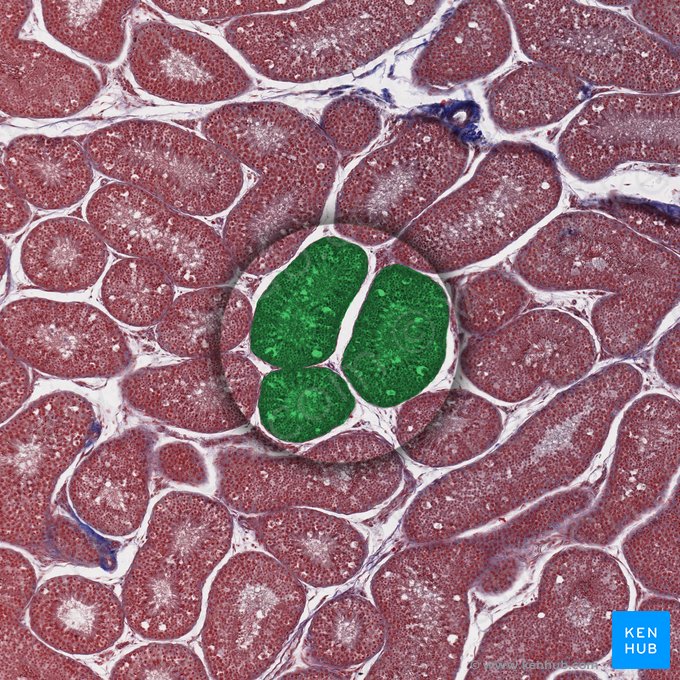 Convoluted seminiferous tubule (Tubulus seminifer contortus); Image: 