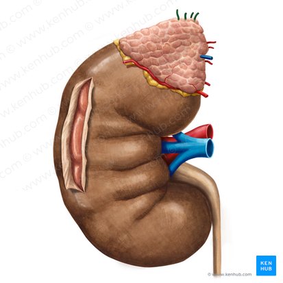 Arteriae suprarenales superiores (Obere Nebennierenarterien); Bild: Irina Münstermann