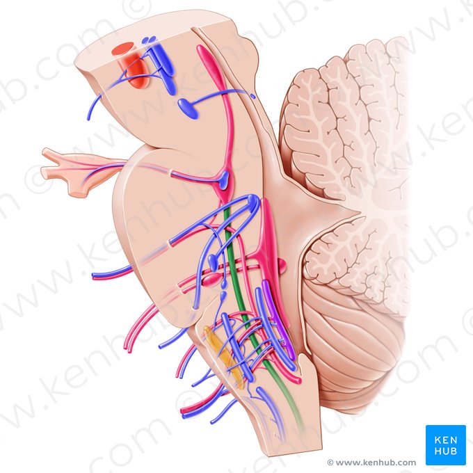 Núcleo e trato espinal do nervo trigêmeo (Nucleus et tractus spinalis nervi trigemini); Imagem: Paul Kim