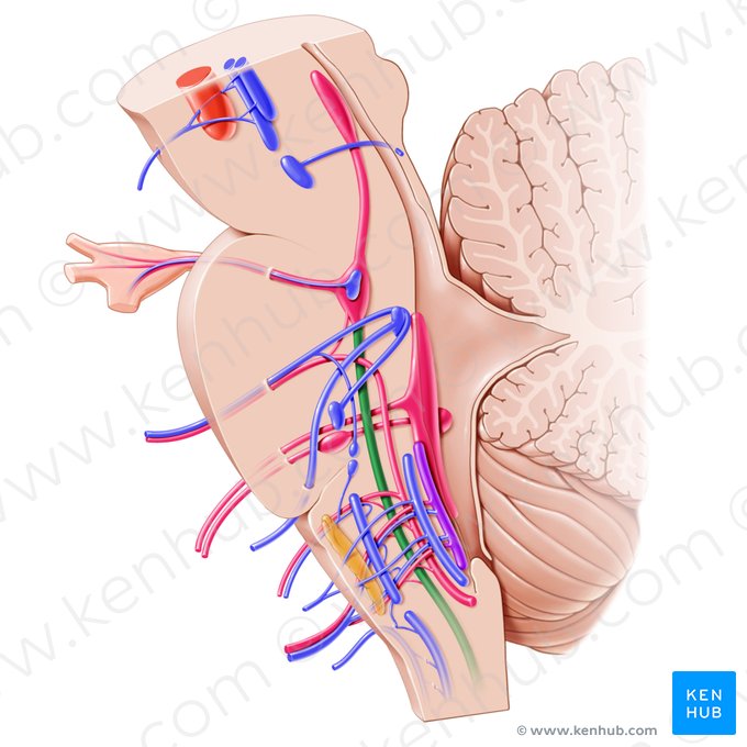 Spinal nucleus and tract of trigeminal nerve (Nucleus et tractus spinalis nervi trigemini); Image: Paul Kim