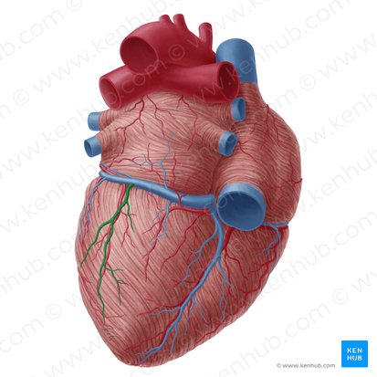 Inferior vein of left ventricle (Vena inferior ventriculi sinistri); Image: Yousun Koh