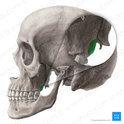 Tuberosidade maxilar (Tuber maxillae); Imagem: Yousun Koh