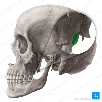 Maxillary tuberosity (Tuber maxillae); Image: Yousun Koh