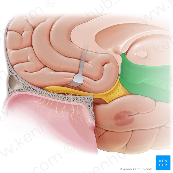 Hypothalamus; Bild: Paul Kim
