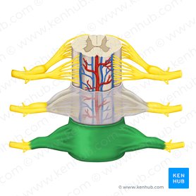 Dura mater of spinal cord (Dura mater spinalis); Image: Rebecca Betts
