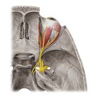Nerves of the orbit