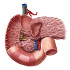 Duodenum