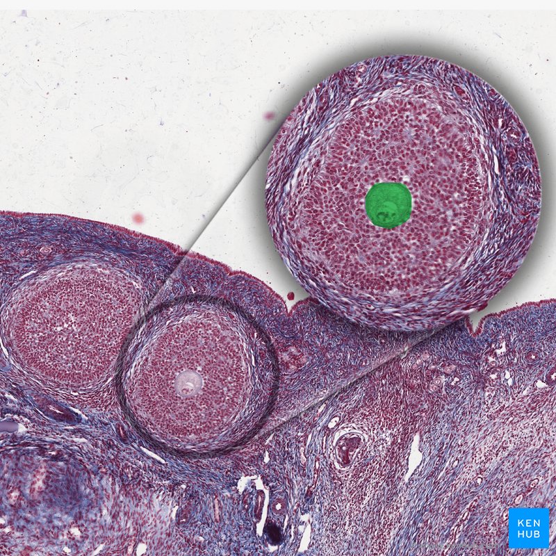 Primary oocyte - histological slide