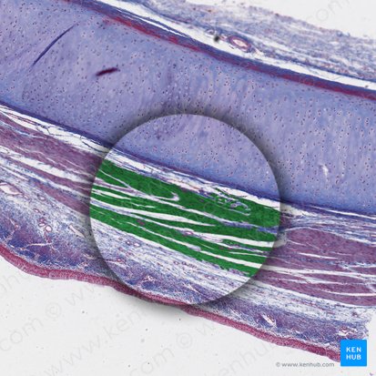 Textus muscularis levis (Glatter Muskel); Bild: 