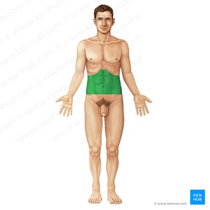 Abdome (Abdomen); Imagem: Irina Münstermann