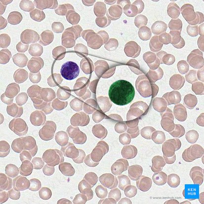 Monocyte (Monozyt); Bild: 