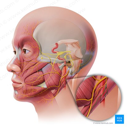 Ramo digástrico del nervio facial (Ramus digastricus nervi facialis); Imagen: Paul Kim