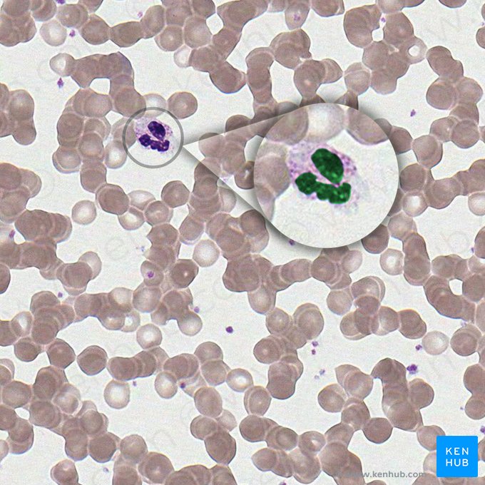 Cell nucleus (Nucleus); Image: 