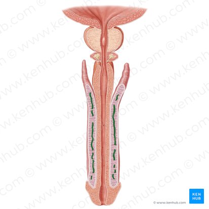 Arteria profunda del pene (Arteria profunda penis); Imagen: Samantha Zimmerman