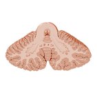 Cerebellar nuclei