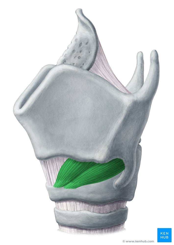 Cricothyroid muscle (musculus cricothyroideus)