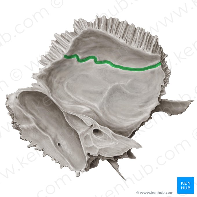 Surco para la arteria meníngea media del hueso temporal (Sulcus arteriae meningeae mediae ossis temporalis); Imagen: Samantha Zimmerman