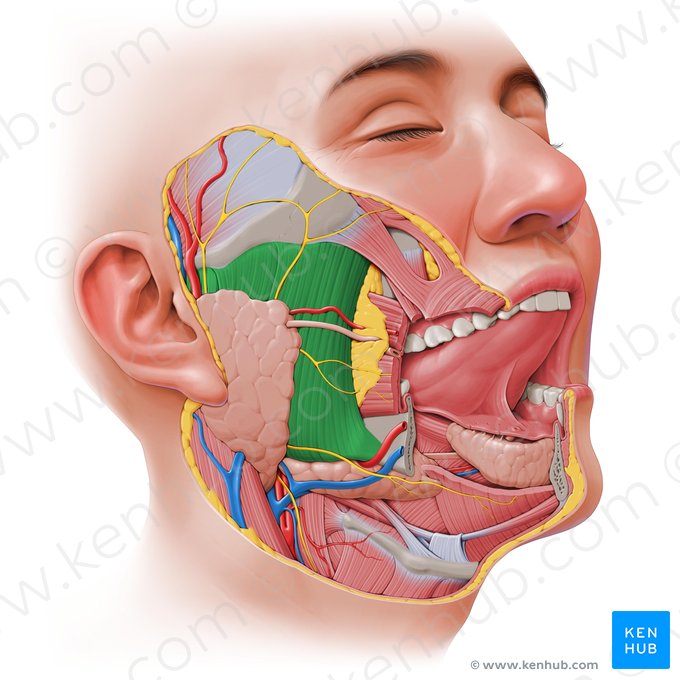 Músculo masseter (Musculus masseter); Imagem: Paul Kim