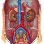 Development of the urinary system